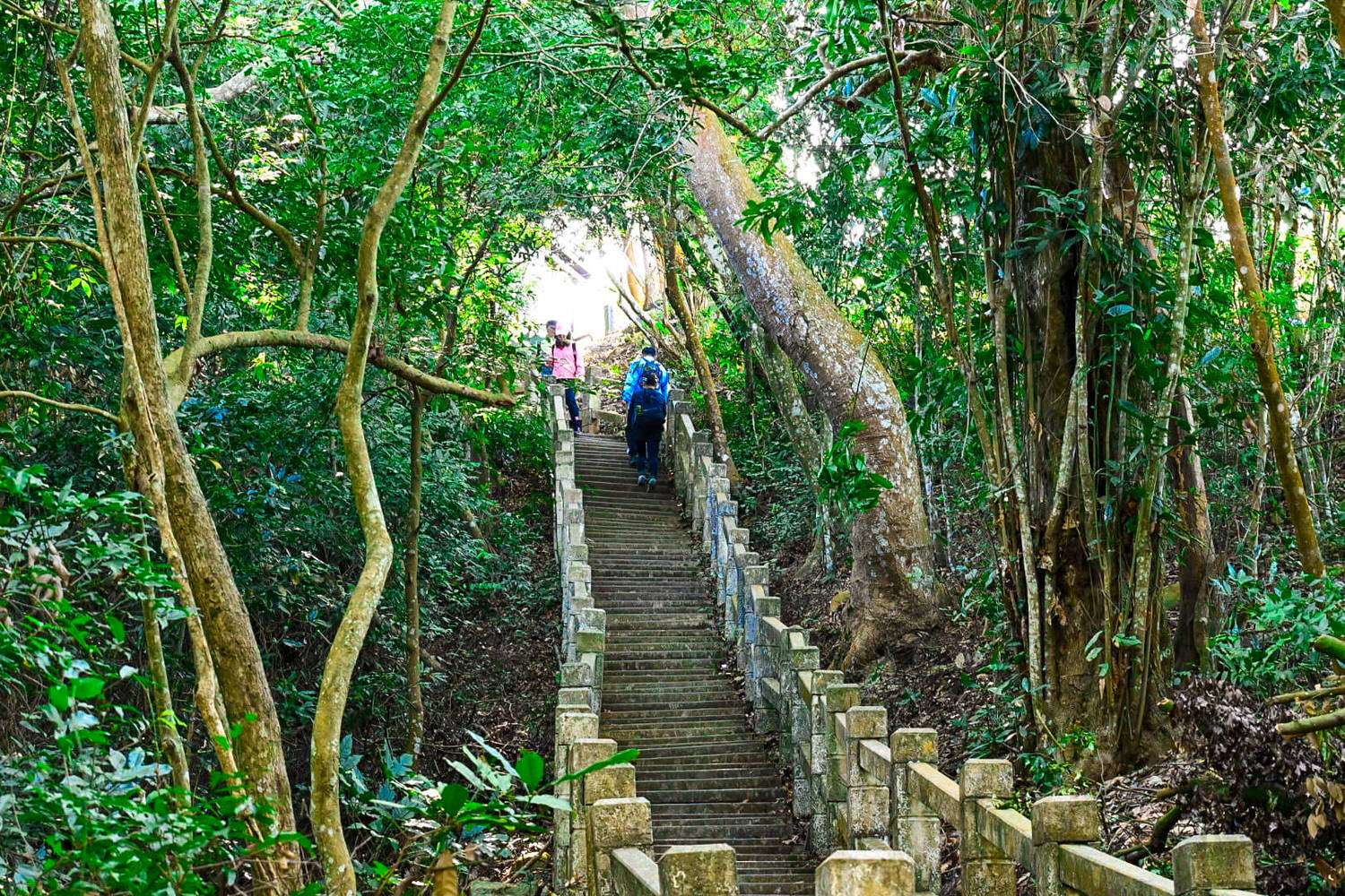 【大坑風景區】大坑登山步道:大坑5號健行筆記|頭嵙山三角點 - 第3張圖 【大坑風景區】大坑登山步道:大坑5號健行筆記|頭嵙山三角點