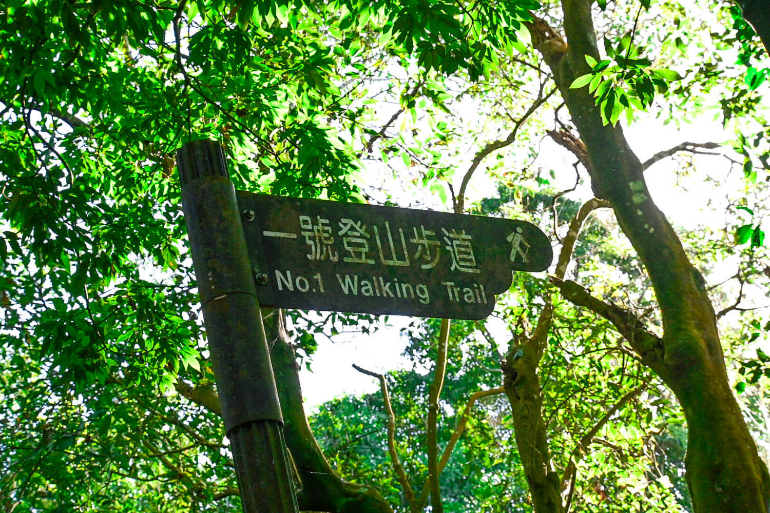 【大坑風景區】大坑登山步道:大坑5號健行筆記|頭嵙山三角點 - 第7張圖 【大坑風景區】大坑登山步道:大坑5號健行筆記|頭嵙山三角點
