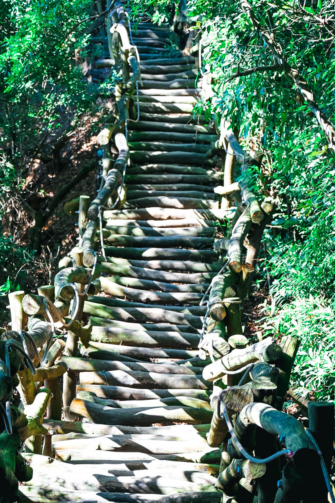 【大坑風景區】大坑登山步道:大坑5號健行筆記|頭嵙山三角點 - 第8張圖 【大坑風景區】大坑登山步道:大坑5號健行筆記|頭嵙山三角點