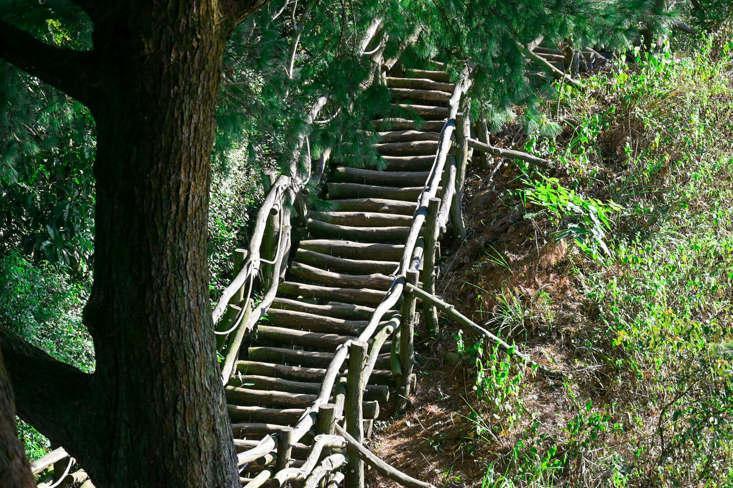 【大坑風景區】大坑登山步道:大坑5號健行筆記|頭嵙山三角點 - 第18張圖 【大坑風景區】大坑登山步道:大坑5號健行筆記|頭嵙山三角點