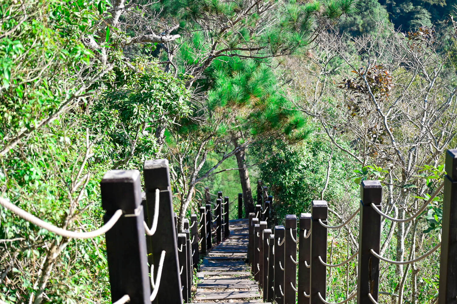 【大坑風景區】大坑登山步道:大坑5號健行筆記|頭嵙山三角點 - 第21張圖 【大坑風景區】大坑登山步道:大坑5號健行筆記|頭嵙山三角點