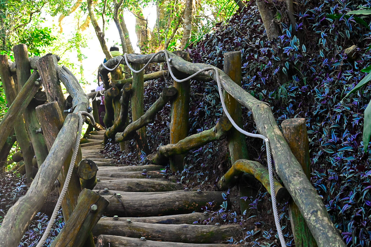 【大坑風景區】大坑登山步道:大坑5號健行筆記|頭嵙山三角點 - 第22張圖 【大坑風景區】大坑登山步道:大坑5號健行筆記|頭嵙山三角點