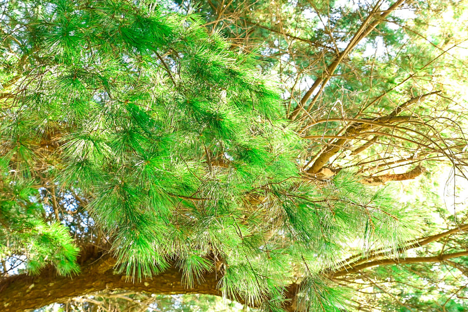 【大坑風景區】大坑登山步道:大坑5號健行筆記|頭嵙山三角點 - 第28張圖 【大坑風景區】大坑登山步道:大坑5號健行筆記|頭嵙山三角點