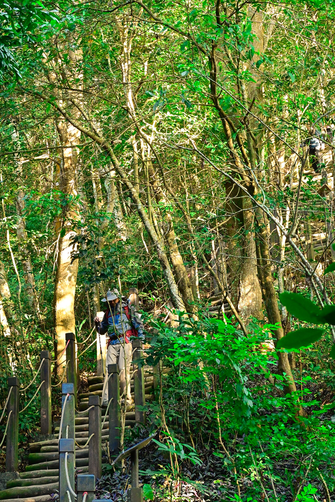 【大坑風景區】大坑登山步道:大坑5號健行筆記|頭嵙山三角點 - 第14張圖 【大坑風景區】大坑登山步道:大坑5號健行筆記|頭嵙山三角點