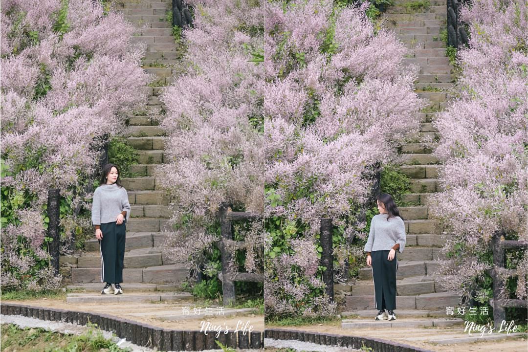 麝香木秘境5選!麝香木花期、走訪2公里清水溝溪麝香木花道免費 - 第17張圖 麝香木秘境5選!麝香木花期、走訪2公里清水溝溪麝香木花道免費