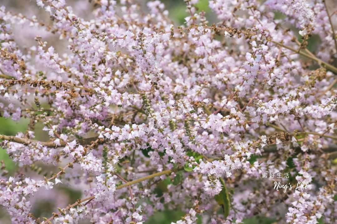 麝香木秘境5選!麝香木花期、走訪2公里清水溝溪麝香木花道免費 - 第7張圖 麝香木秘境5選!麝香木花期、走訪2公里清水溝溪麝香木花道免費