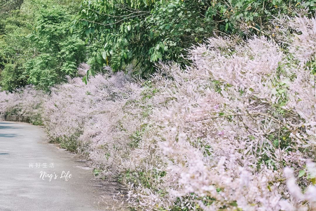 麝香木秘境5選!麝香木花期、走訪2公里清水溝溪麝香木花道免費 - 第5張圖 麝香木秘境5選!麝香木花期、走訪2公里清水溝溪麝香木花道免費