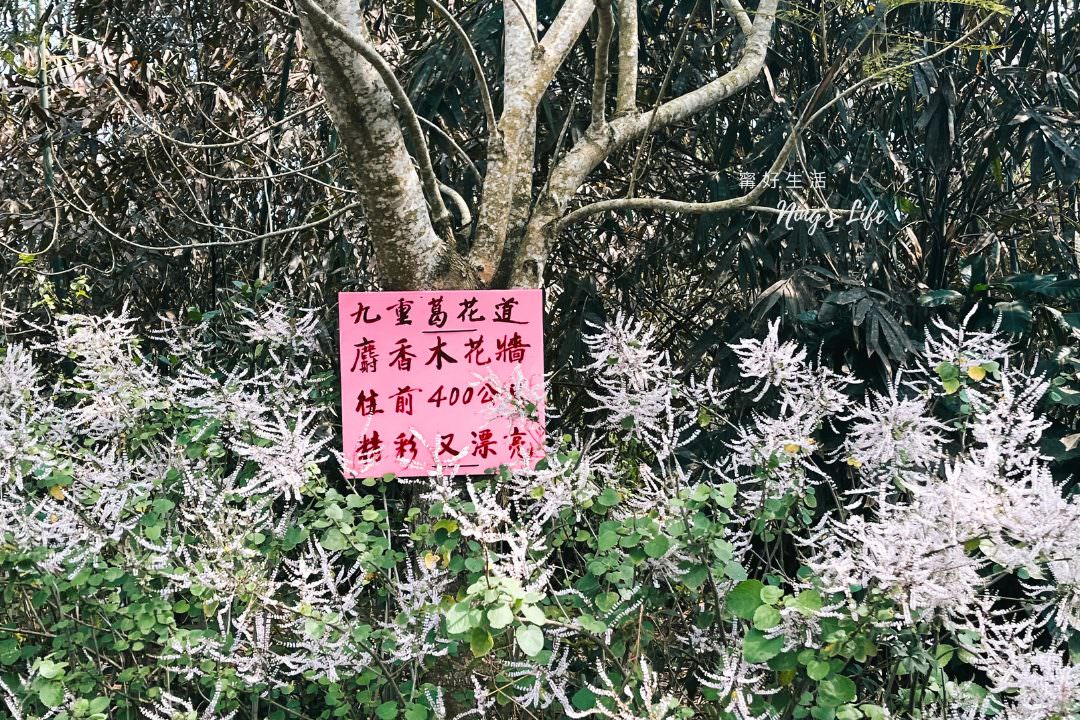 麝香木秘境5選!麝香木花期、走訪2公里清水溝溪麝香木花道免費 - 第19張圖 麝香木秘境5選!麝香木花期、走訪2公里清水溝溪麝香木花道免費