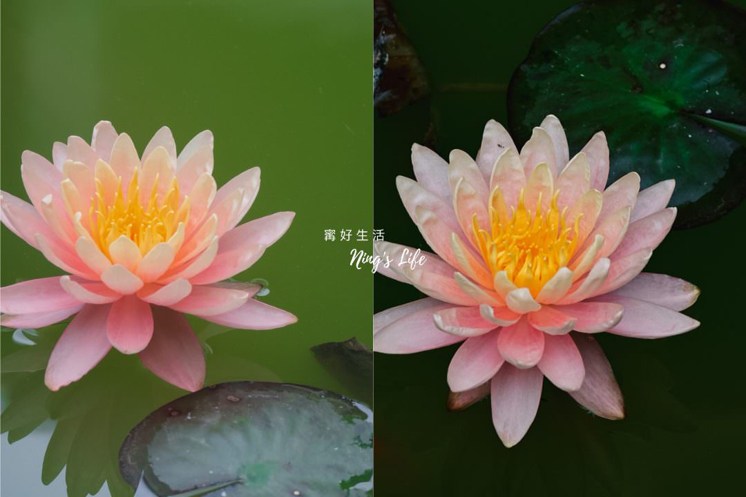 南投蔬食餐廳|無所從來蔬食文創館綠建築打卡新地標!4.9星埔里景觀餐廳 - 第12張圖 南投蔬食餐廳|無所從來蔬食文創館綠建築打卡新地標!4.9星埔里景觀餐廳