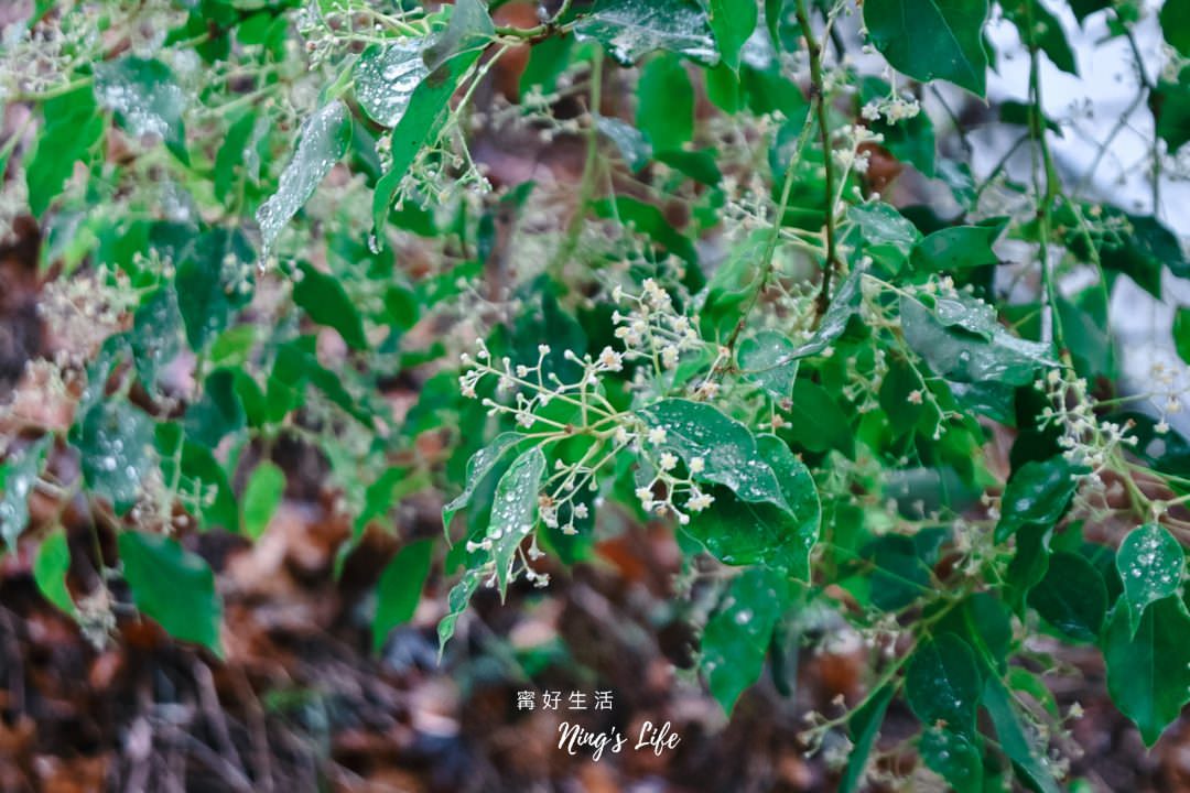 蟬說山中靜靜台中豪華露營一泊二食|園區地圖、桂花弄區獨立帳 - 第39張圖 蟬說山中靜靜台中豪華露營一泊二食|園區地圖、桂花弄區獨立帳