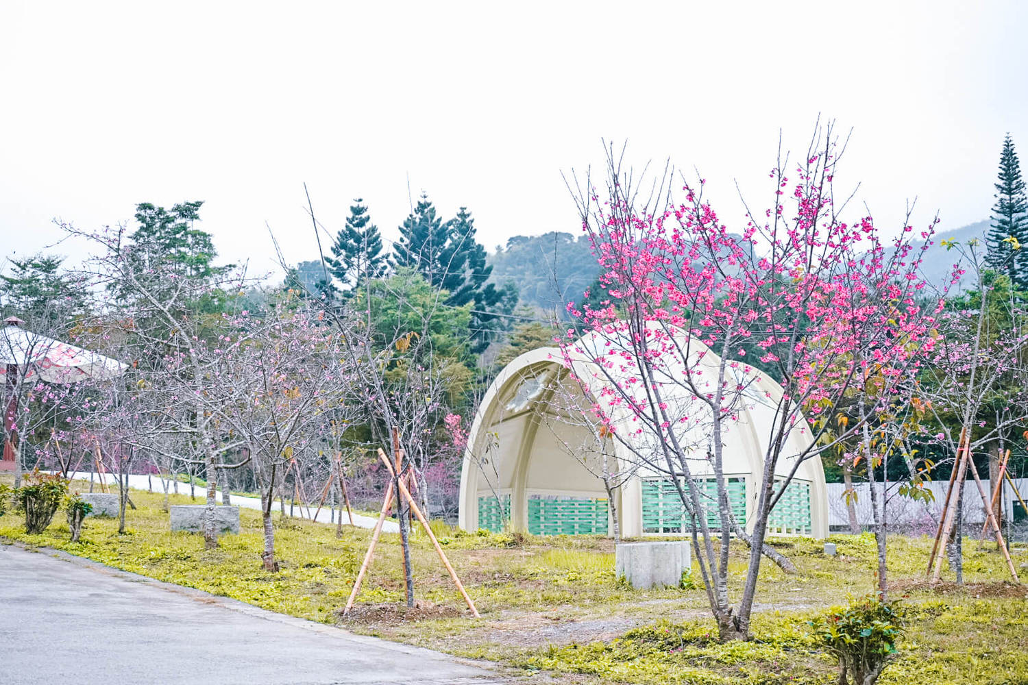 小半天一日遊|南投櫻花季石馬公園日本河津櫻1年開2次 - 第3張圖 小半天一日遊|南投櫻花季石馬公園