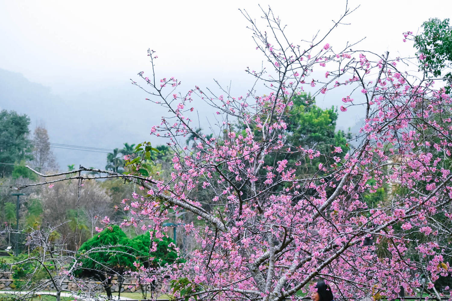 小半天一日遊|南投櫻花季石馬公園日本河津櫻1年開2次 - 第6張圖 小半天一日遊|南投櫻花季石馬公園日本河津櫻1年開2次