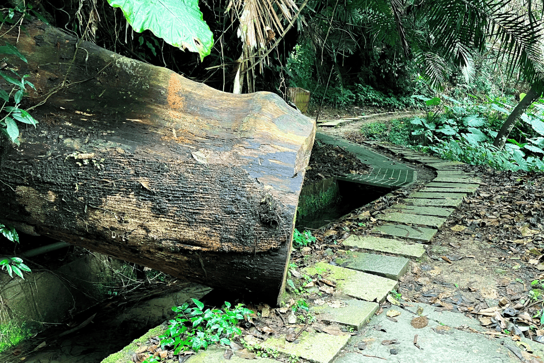 鹿谷小半天|孟宗竹林古戰場、長源圳生態步道清幽行 - 第16張圖 鹿谷小半天|孟宗竹林古戰場、長源圳生態步道清幽行