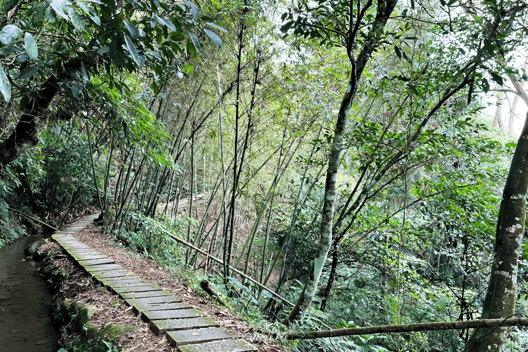 鹿谷小半天|孟宗竹林古戰場、長源圳生態步道清幽行 - 第15張圖 鹿谷小半天|孟宗竹林古戰場、長源圳生態步道清幽行