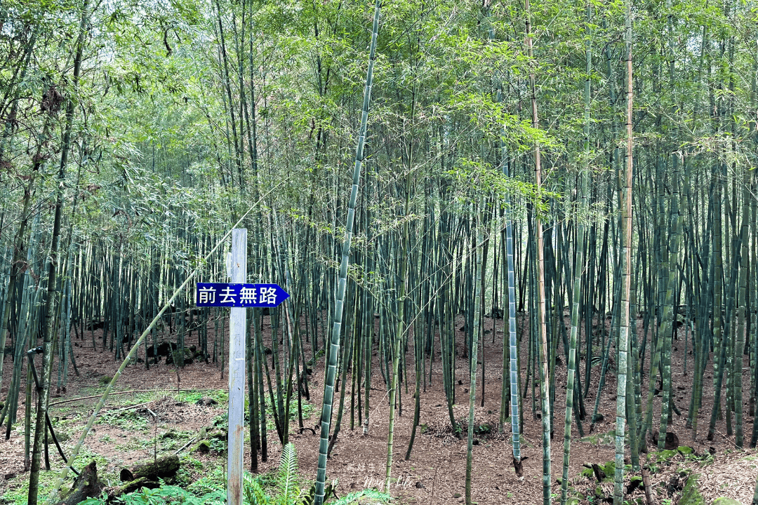 鹿谷小半天|孟宗竹林古戰場、長源圳生態步道清幽行 - 第13張圖 鹿谷小半天|孟宗竹林古戰場、長源圳生態步道清幽行