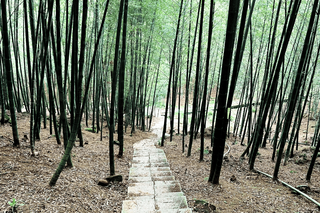 鹿谷小半天|孟宗竹林古戰場、長源圳生態步道清幽行 - 第11張圖 鹿谷小半天|孟宗竹林古戰場、長源圳生態步道清幽行