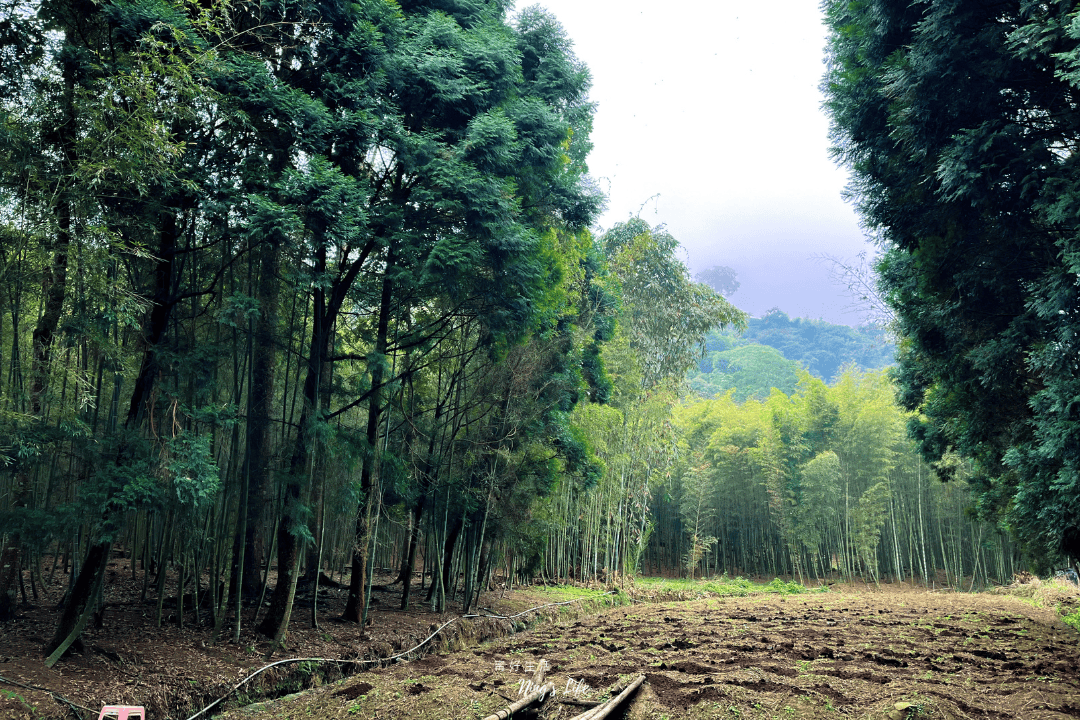 鹿谷小半天|孟宗竹林古戰場、長源圳生態步道清幽行 - 第5張圖 鹿谷小半天|孟宗竹林古戰場、長源圳生態步道清幽行