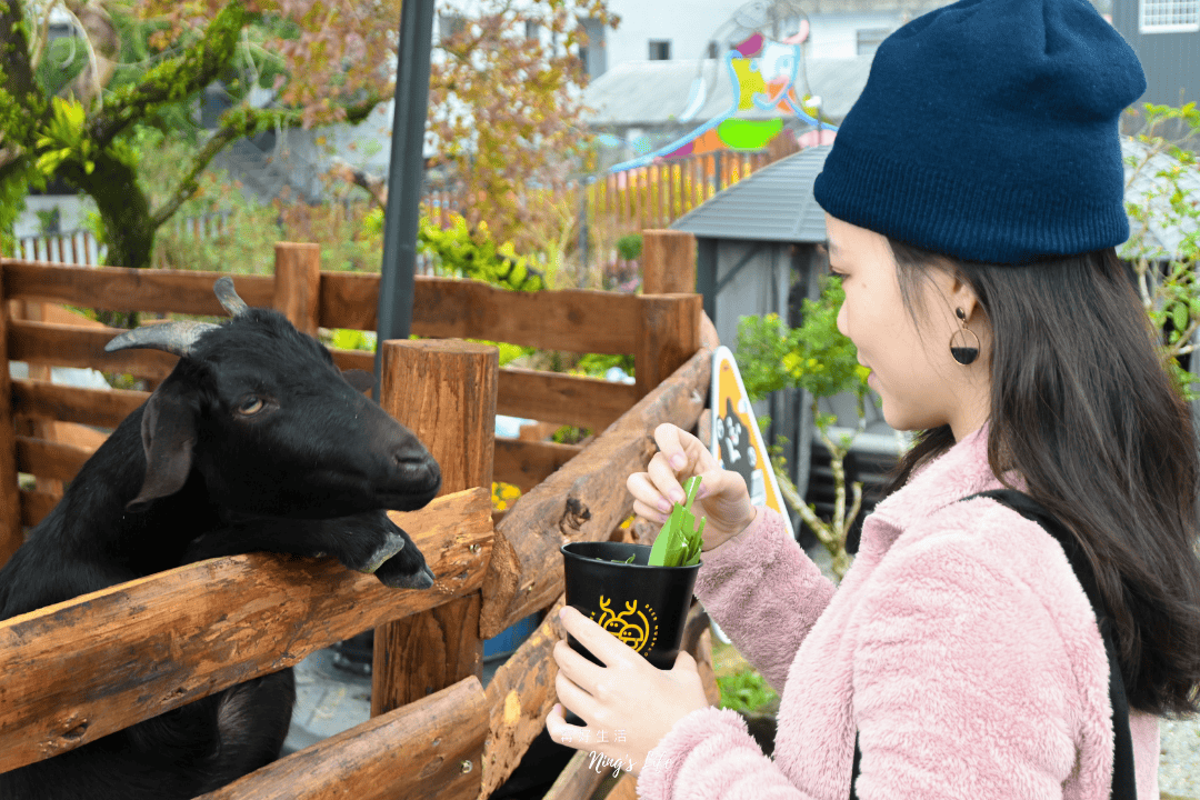 鹿芝谷｜全新水豚黑面羊/多肉DIY園區！南投鹿谷景點推薦