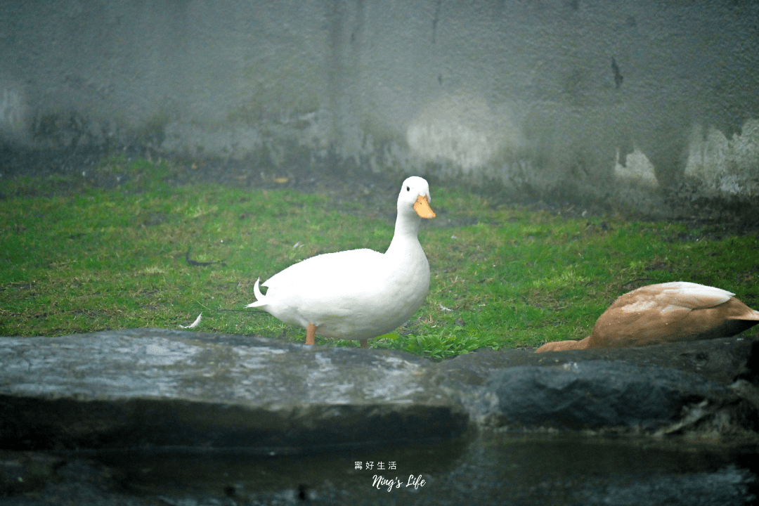 鹿芝谷｜全新水豚黑面羊/多肉DIY園區！南投鹿谷景點推薦