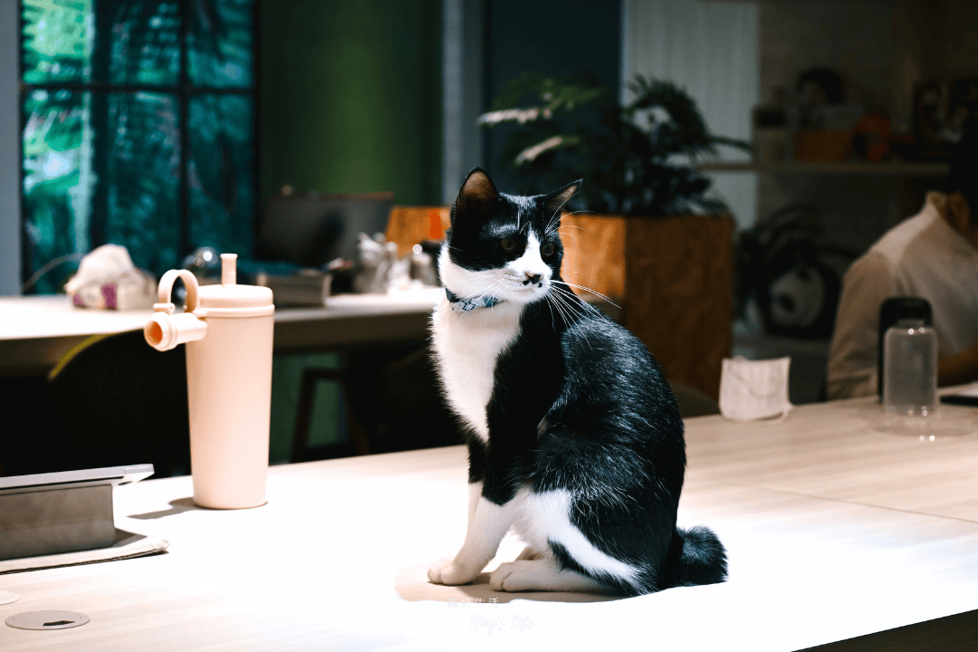 台北共享辦公室推薦｜Hour Jungle Coworking  時租空間、熱帶雨林風格共同工作室