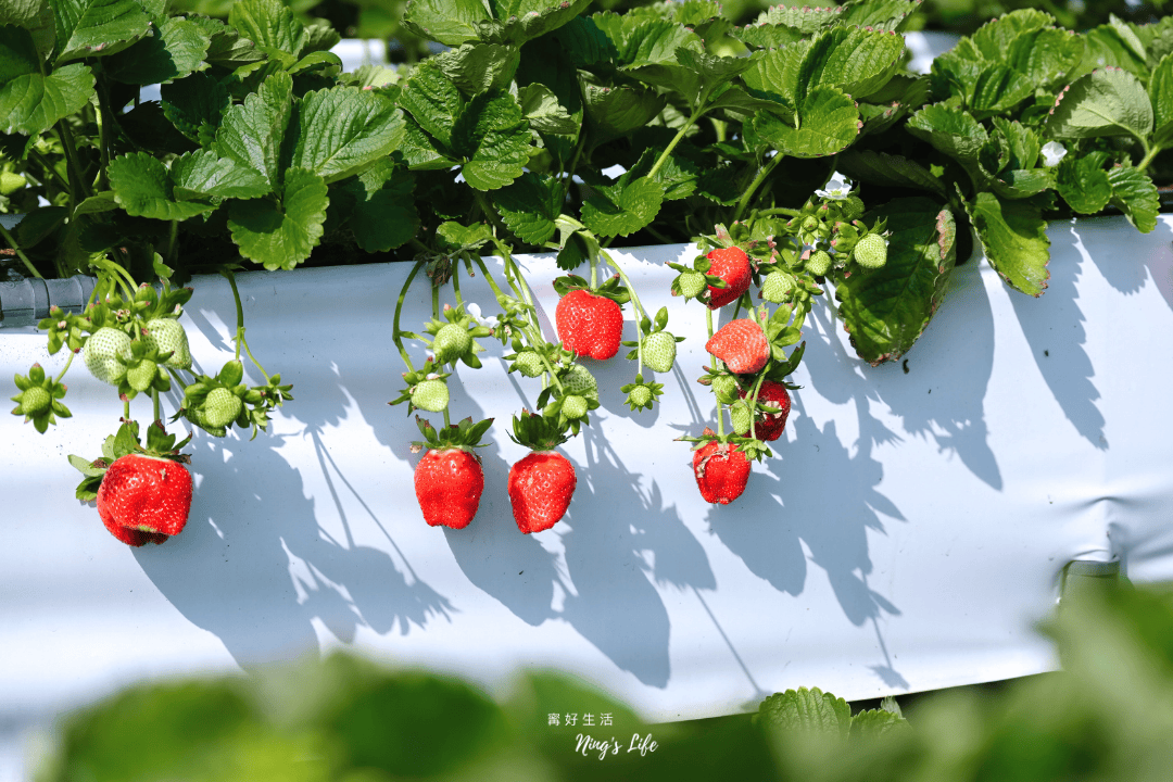 舞夜天草莓園|可愛柯爾鴨的高架草莓園!苗栗大湖採草莓推薦 - 第8張圖 苗栗大湖採草莓高架草莓園推薦舞夜天草莓園@寗好生活