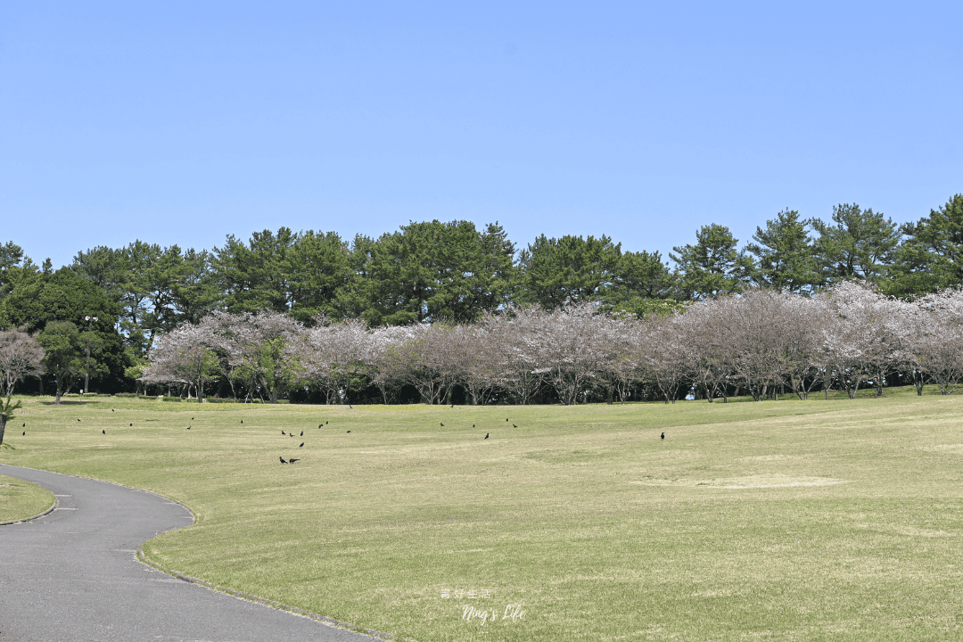 【九州自由行】吉野公園|鹿兒島賞櫻公園推薦!櫻島拍照景點 - 第4張圖 鹿兒島賞櫻公園推薦櫻島拍照景點吉野公園@寗好生活