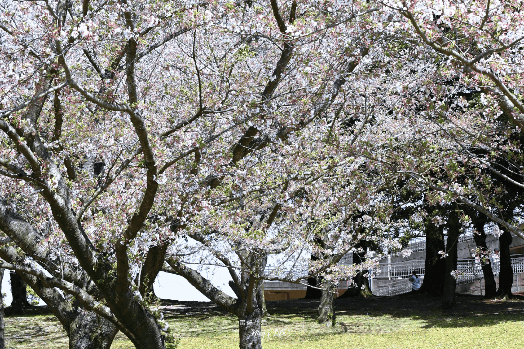 【九州自由行】吉野公園|鹿兒島賞櫻公園推薦!櫻島拍照景點 - 第7張圖 鹿兒島賞櫻公園推薦櫻島拍照景點吉野公園@寗好生活