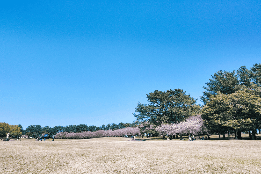 【九州自由行】吉野公園|鹿兒島賞櫻公園推薦!櫻島拍照景點 - 第6張圖 鹿兒島賞櫻公園推薦櫻島拍照景點吉野公園@寗好生活
